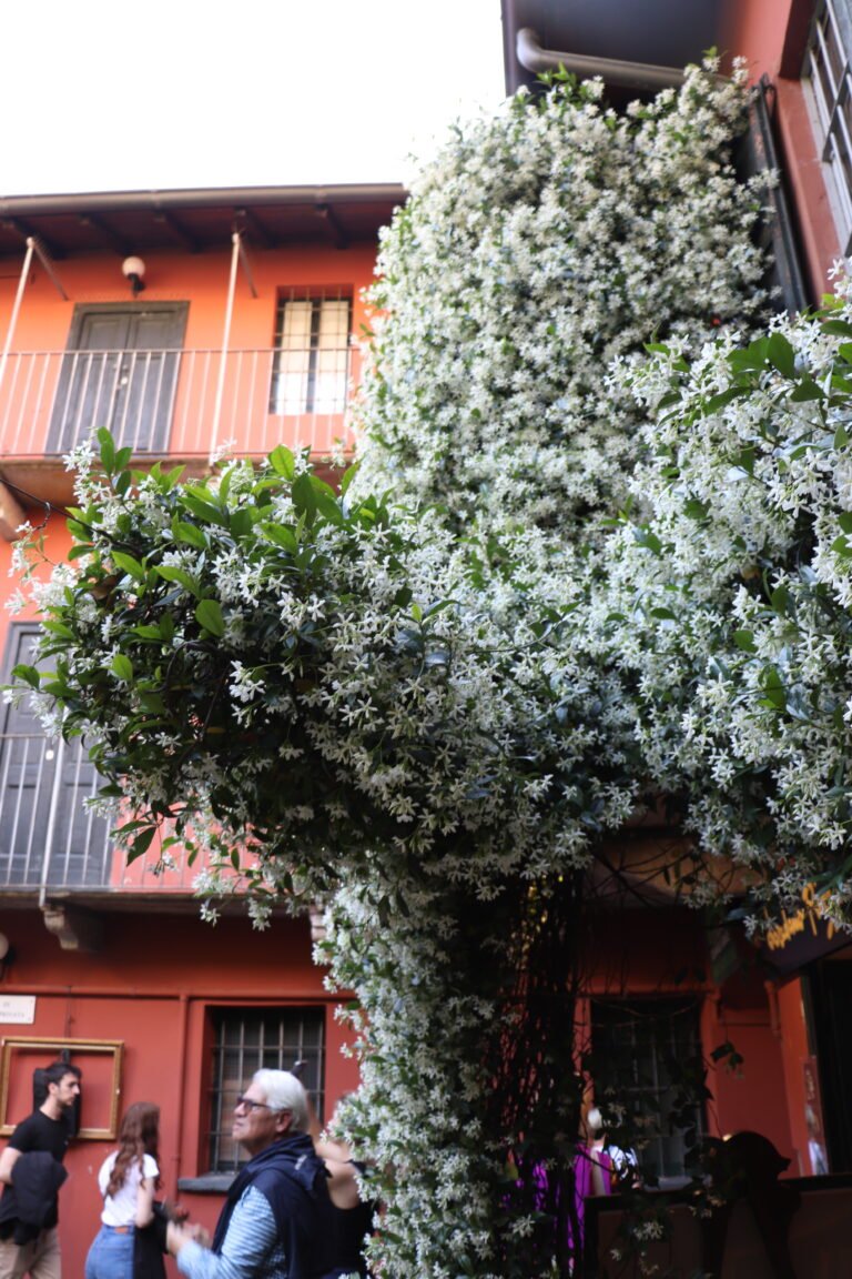 Milano photo 596